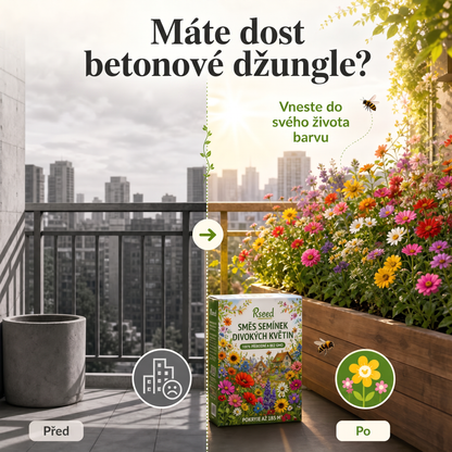 🌻 Nejlepší semínka ostálek pro zahradu plnou barev🍇 – Směs pro řezané květiny Giant & Dwarf, snadno pěstovatelné letničky, Heirloom semínka s vysokou klíčivostí pro zahrady přátelské k motýlům a včelám 🦋🐝